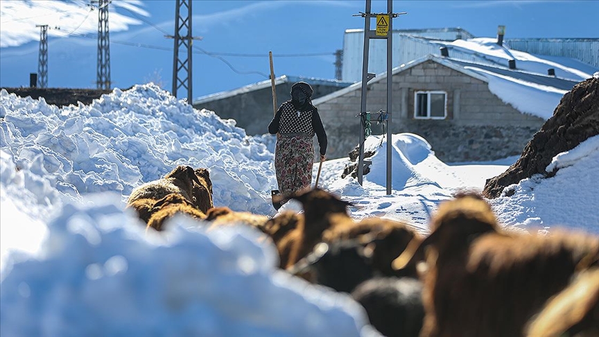 Erzurum'un kırsalındaki besiciler, yer yer 3 metreyi bulan kar ve