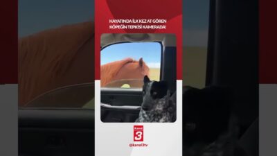 İlk defa at gören bu köpek ne yapacağını şaşırdı! 📶https://kanal3.com.tr/