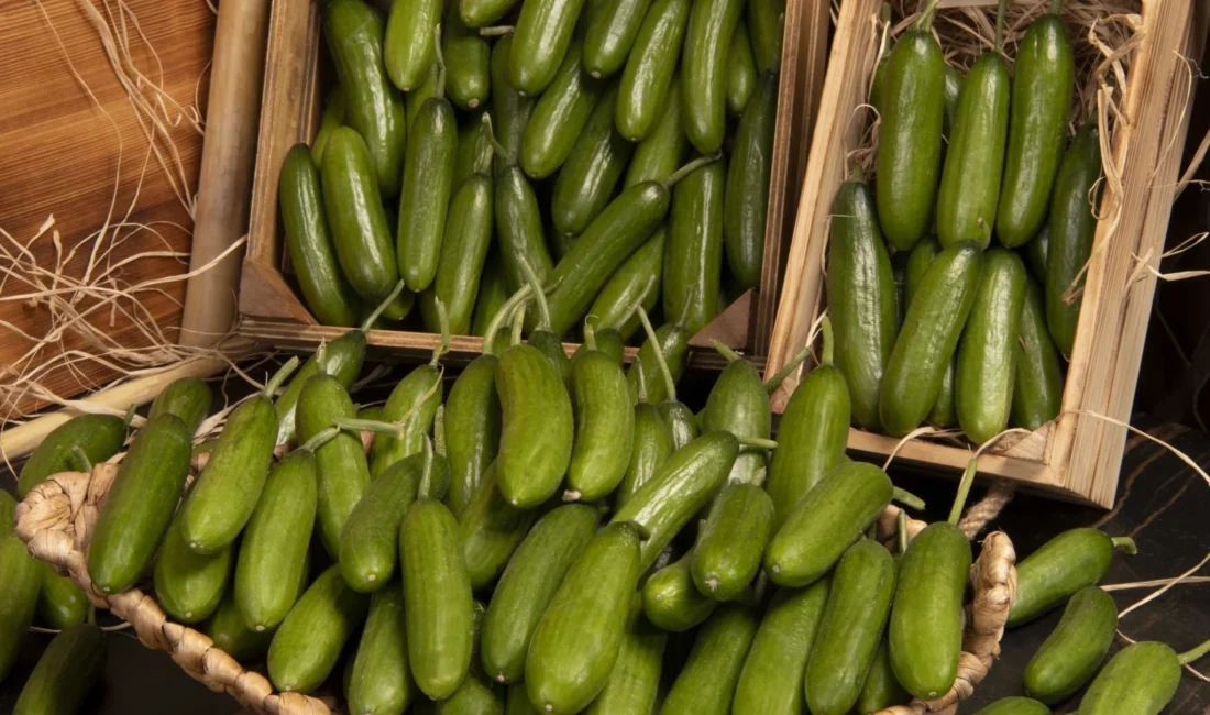 Bir zincir markette görüntülenen salatalık etiketi, üretici ile tüketici arasındaki