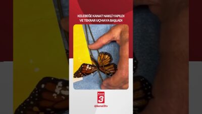 Kanadı kırılmış bir kelebeğe kanat nakli yapıldı ve kelebek tekrar