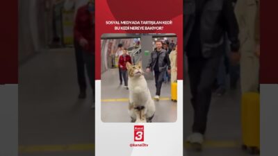 Sizce bu kedi nereye bakıyor? 📶https://kanal3.com.tr/ Sosyal Medya Hesaplarımızı Takip