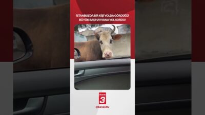 İstanbul’da bir kişi yolda gördüğü büyük baş hayvana yol sordu!