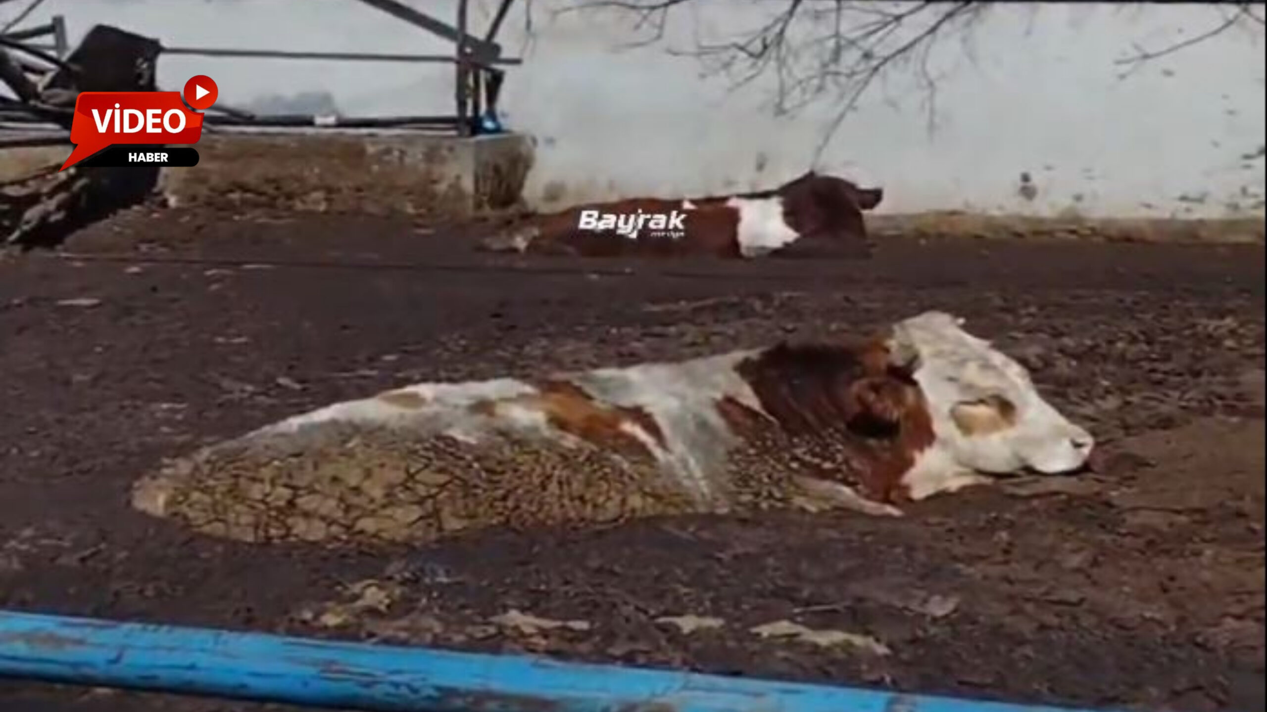 Bayrak Medyanın haberine ve iddialara göre, Afyonkarahisar’da bir besici, danaların