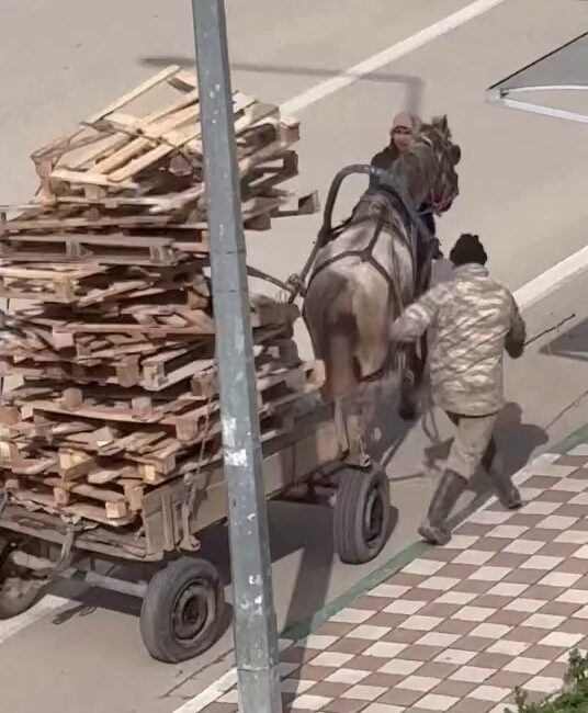 Bursa’nın Karacabey ilçesinde bir kişinin at arabasına üst üste palet