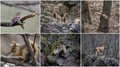 Tunceli'deki Munzur Vadisi Milli Parkı, bozulmamış habitatı, doğal yapısı ve