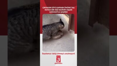 Çıkmasın diye kapının önüne taş koyan bir kişii kedinin dışarı