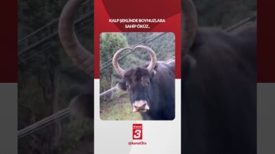 Kalp şeklinde boynuzlara sahip öküz.. 📶https://kanal3.com.tr/ Sosyal Medya Hesaplarımızı Takip