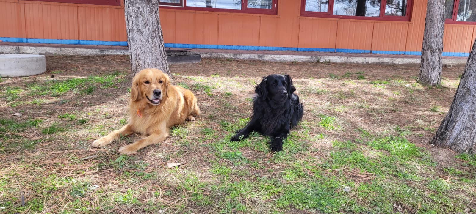 Arama kurtarma alanında görev yapan köpekler, uluslararası standartlarda düzenlenen sınavda