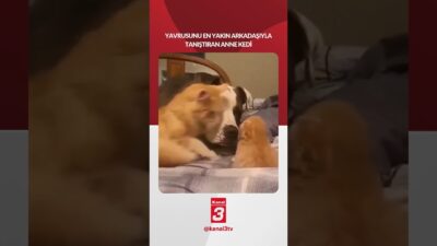 Yavrusunu en yakın arkadaşıyla tanıştıran anne kedi! 📶https://kanal3.com.tr/ Sosyal Medya