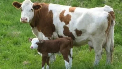Türkiye genelinde ve özellikle hayvancılığın merkezi konumundaki illerde yetiştiricilerin en