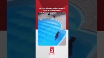 Havuza düşünce panikleyen kedi yüzme bildiğini fark etti! 📶https://kanal3.com.tr/ Sosyal