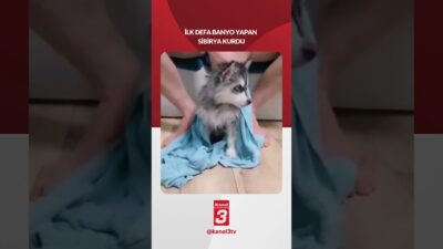 İlk defa banyo yapan ”Sibirya Kurdu” 📶https://kanal3.com.tr/ Sosyal Medya Hesaplarımızı