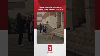 ‘Shrek’ isimli bu köpek 7 yıldır istiklal marşı törenine katılıyor