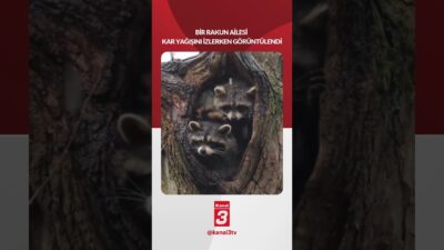 Bir ”Rakun ailesi” kar yağışını izlerken görüntülendi! 📶https://kanal3.com.tr/ Sosyal Medya