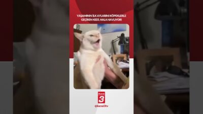 Yaşamının ilk aylarını köpeklerle geçiren kedi, hala havlıyor! 📶https://kanal3.com.tr/ Sosyal