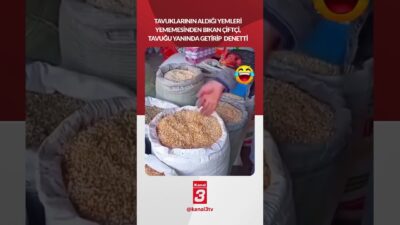 Tavuklarının aldığı yemleri yememesinden bıkan çiftçi, tavuğu yanında getirip denetti..