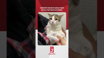 Gördüğü her şeye sarılan kedi sosyal medyada ilgi gördü.. 📶https://kanal3.com.tr/