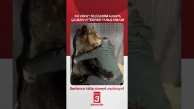 Ayı vücut ölçülerini almaya çalışan veterineri yanlış anladı.. 📶https://kanal3.com.tr/ Sosyal