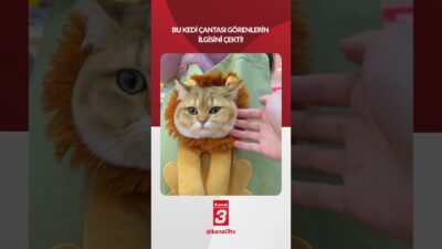Bu kedi çantası görenlerin ilgisini çekti! 📶https://kanal3.com.tr/ Sosyal Medya Hesaplarımızı