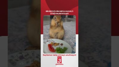 Bir kişi evcil sincabıyla kahvaltı ettiği anları paylaştı… 📶https://kanal3.com.tr/ Sosyal