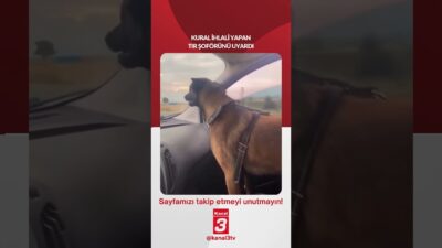 Sahibiyle yolculuk yapan bir köpek kural ihlali yapan tır şoförünü