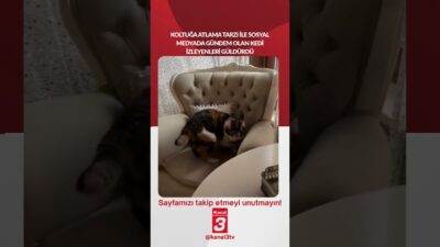 Koltuğa atlama tarzı ile sosyal medyada gündem olan kedi izleyenleri