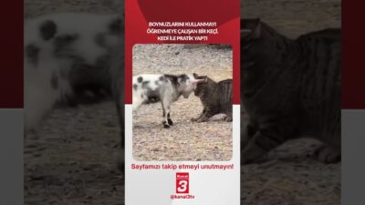 Boynuzlarını kullanmayı öğrenmeye çalışan bir keçi, kedi ile pratik yaptı…