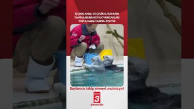 İş çıkışı akıllı ve çevik su samuru yavruları bakıcıya oyuncakları