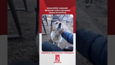 Sokak köpeği, tanımadığı bir adamın yanına yaklaşarak nazikçe sevgi istiyor…