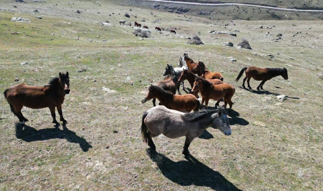 Afyonkarahisar’da bahar mevsiminin gelişi ve havaların ısınmasıyla birlikte doğanın sembolü