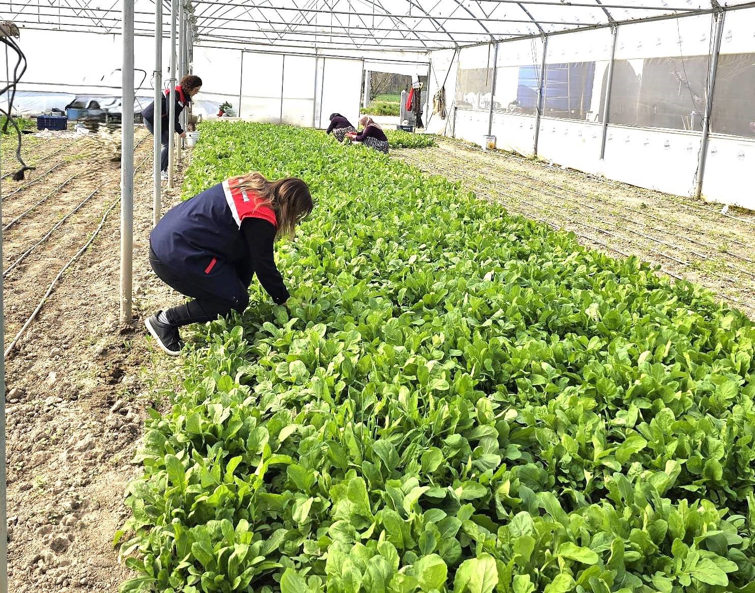 Afyonkarahisar Tarım ve Orman İl Müdürlüğü ekipleri, kentte tere ve