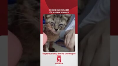 Sahibine eşlik eden kedi göz yaşlarını tutamadı! 📶https://kanal3.com.tr/ Sosyal Medya