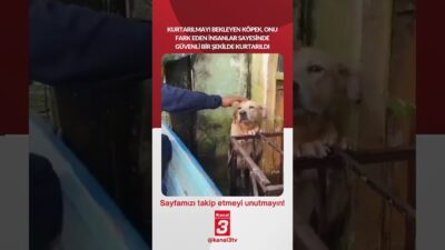 Kurtarılmayı bekleyen köpek, onu fark eden insanlar sayesinde güvenli bir