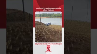 Çiftlikteki yavru ördekler her gün böyle yüzüyor… 📶https://kanal3.com.tr/ Sosyal Medya