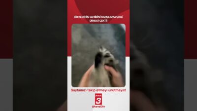 Bir kedinin sahibini karşılama şekli dikkat çekti! 📶https://kanal3.com.tr/ Sosyal Medya