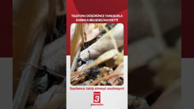 Telefonun Kamerası Karınca Dünyasını Yakaladı… 📶https://kanal3.com.tr/ Sosyal Medya Hesaplarımızı Takip