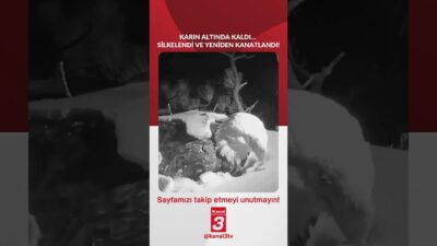 Karın altında kaldı… Silkelendi ve yeniden kanatlandı! 📶https://kanal3.com.tr/ Sosyal Medya