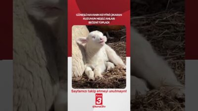 Güneşli havanın keyfini çıkaran kuzunun neşeli anları beğeni topladı… 📶https://kanal3.com.tr/