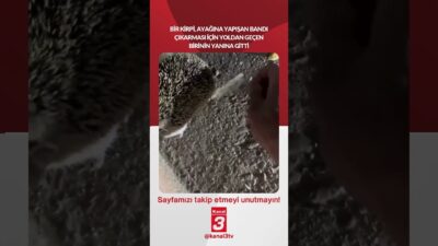 Bir kirpi, ayağına yapışan bandı çıkarması için yoldan geçen birinin