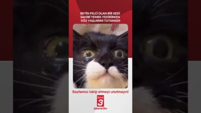 Beyin felci geçiren kedi, sahibi yemek yedirirken göz yaşlarını tutamadı…