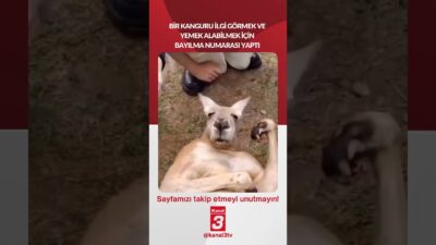 Bir kanguru ilgi görmek ve yemek alabilmek için bayılma numarası