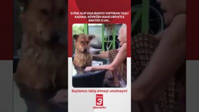 Evine alıp ona banyo yaptıran yaşlı kadına, köpeğin mahcubiyetle baktığı