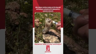 Bir çoban, dağda karşılaştığı sincabı koyundan sağdığı sütü şırıngayla vererek