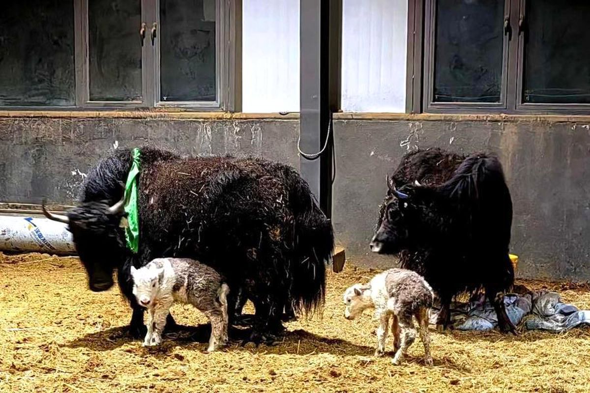 Çin’in Xizang (Tibet) Özerk Bölgesi, bilim tarihine geçecek büyük bir
