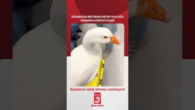 İstanbul’da bir ördek metro yolcuğu yaparken görüntülendi… 📶https://kanal3.com.tr/ Sosyal Medya