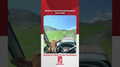 Bir çiftçi traktöre aldığı buzağı ile böyle gezdi… 📶https://kanal3.com.tr/ Sosyal