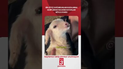 Bir çiftçi, Doğurdukları kuzularına sahip çıkmayan anne koyunları böyle uyardı!