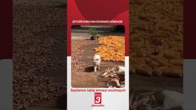 Çiftliği koruyan güvenlik görevlisi… 📶https://kanal3.com.tr/ Sosyal Medya Hesaplarımızı Takip Ederek