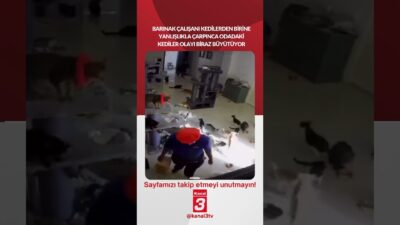 Barınak çalışanı kedilerden birine yanlışlıkla çarpınca odadaki kediler olayı biraz