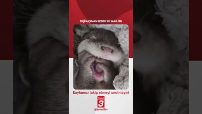 Dişi kaşınan bebek su samuru… 📶https://kanal3.com.tr/ Sosyal Medya Hesaplarımızı Takip